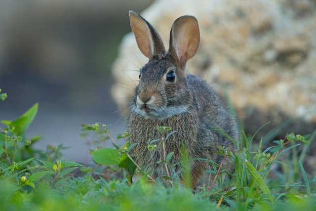 Eastern Cottontail Vigilance in Lakes Park: A Study of Natural Harmony