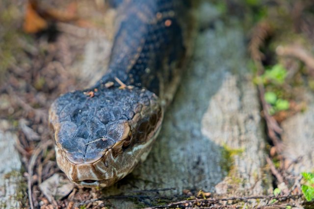 The Silent Hunter of the Cypress Slough: A Portrait of the Florida Cottonmouth