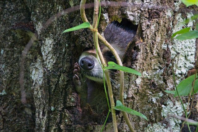 Raccoons Navigate the Shadows of the Six Mile Cypress Slough Preserve