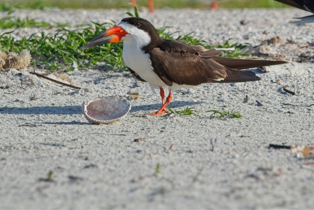 Skimming the Sands: A Close Encounter with the Black Skimmer at Carlos Point