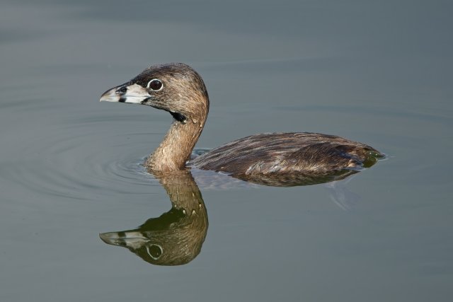 Pied-billed Grebe at Lakes Park: Mastering Camouflage and Buoyancy
