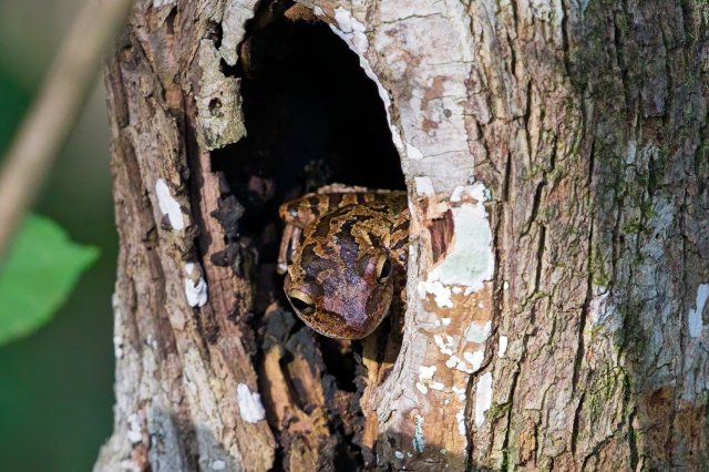 Hidden Hunters of the Cypress Slough: Discovering the Cuban Tree Frog