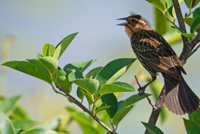 Red Winged Blackbird at Lakes Park