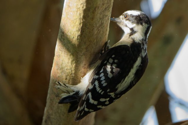 Arboreal Acrobatics: Discovering the Downy Woodpecker in Lakes Park