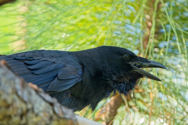 Sentient Shadows of the American Crow at Lakes Park