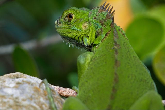 The Emerald Sentinel: Observing Green Iguanas in Lakes Park