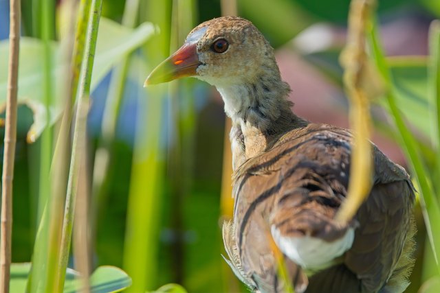 Purple Gallinule in Lakes Park's Marshy Haven