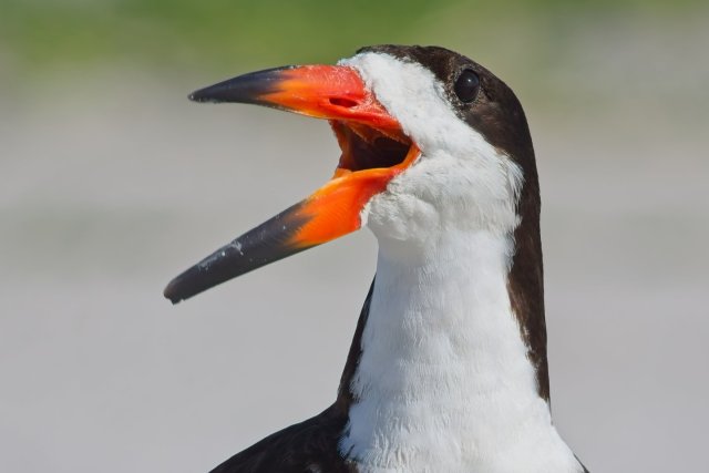 Black Skimmer behavior at Carlos Point Florida