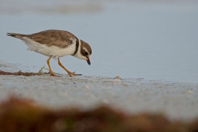 Semipalmated Plover Foraging on Mudflats at Bowditch Point Park