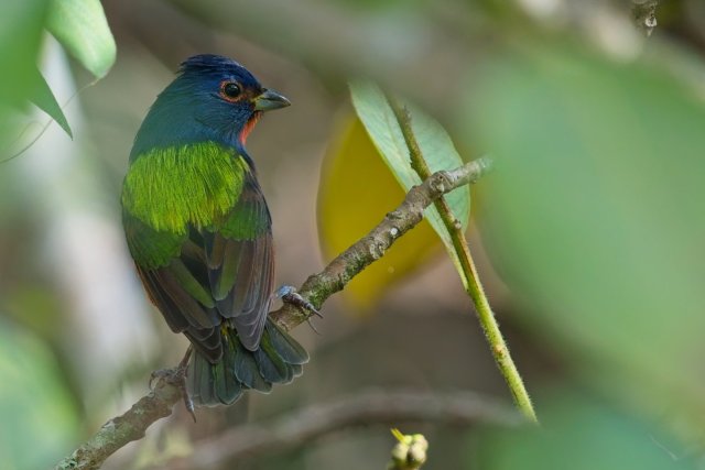 Painted bunting at CREW Bird Rookery Swamp Trails
