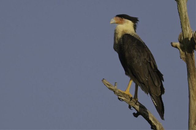 The Crested Caracara: An Unconventional Hunter's Life in Lehigh Acres