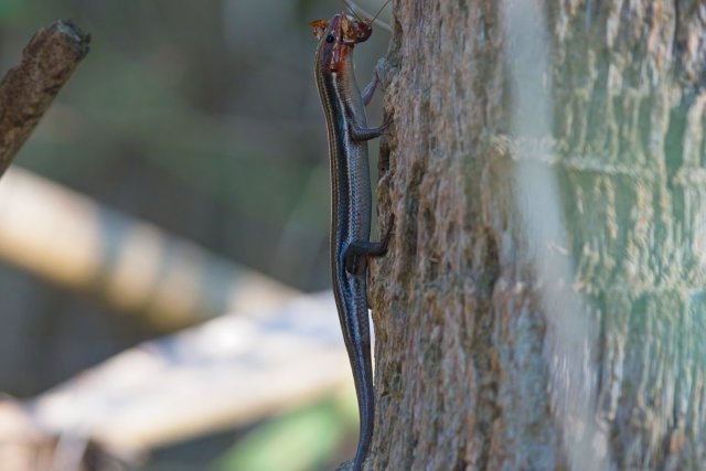 The Silent Hunter of Lakes Park: Discovering the Five-lined Skink