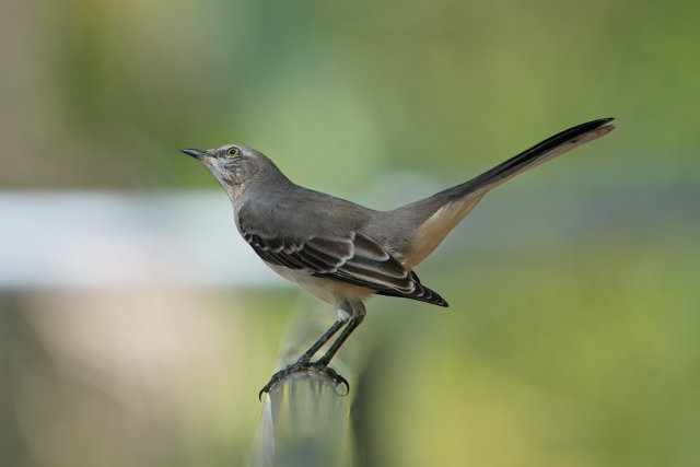 Northern Mockingbird behavior at Six Mile Cypress Slough Preserve Florida
