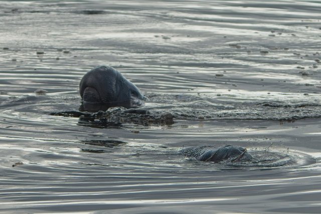 Gentle Giants of J.N. Ding Darling National Wildlife Refuge
