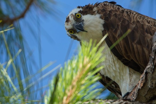 The Golden Gaze of the Osprey in Lakes Park