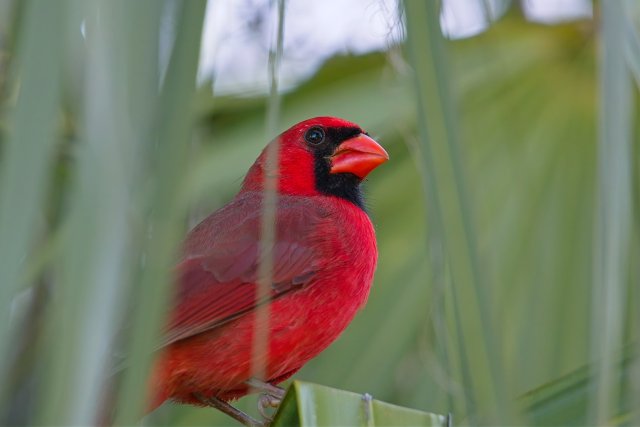 Florida's Fiery Gem: Observing the Enduring Northern Cardinal in Rotary Park