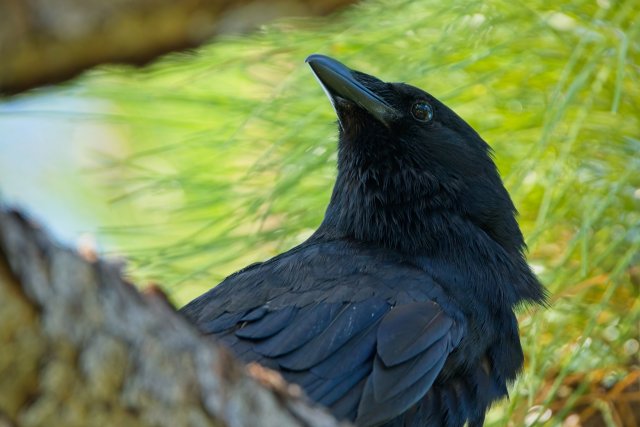 Sentient Shadows of the American Crow at Lakes Park