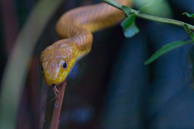 Yellow Rat Snake in Six Mile Cypress Slough Preserve habitat