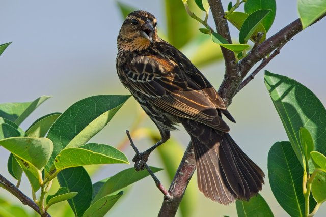 Red Winged Blackbird at Lakes Park
