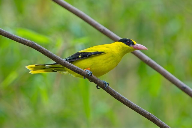 Vibrant Black-naped Oriole: A Canopy Artist at Zoo Miami