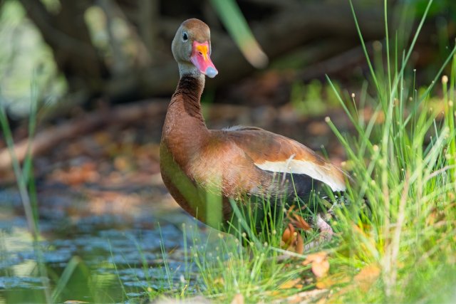 The Pink-Legged Enigma of Black Bellied Whistling Ducks at Lakes Park