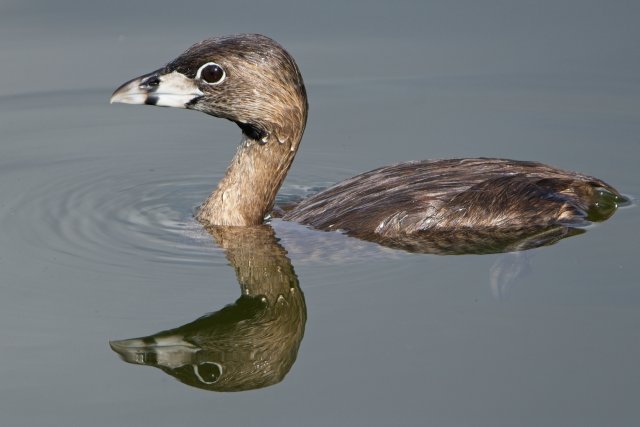 Pied-billed Grebe at Lakes Park: Mastering Camouflage and Buoyancy