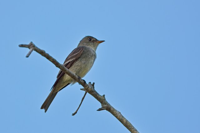Eastern Wood Pewee in Flight at Lakes Park: Expert Flycatching