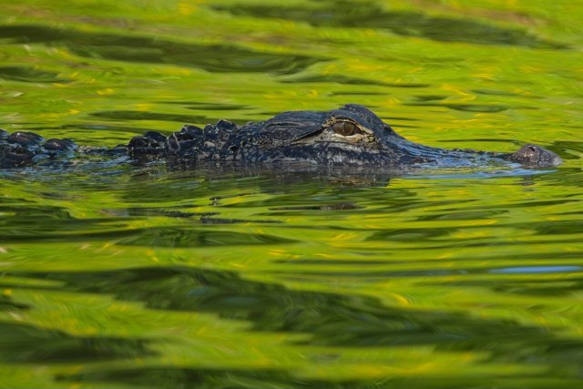 The Silent Sentinel of Lakes Park: Life in the Green Waters