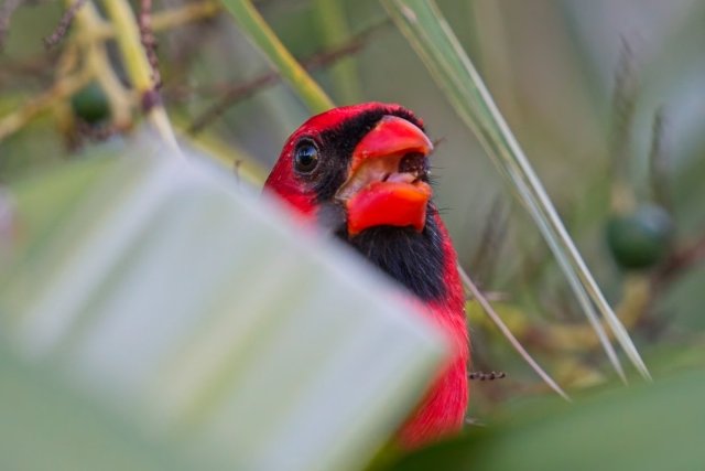 Florida's Fiery Gem: Observing the Enduring Northern Cardinal in Rotary Park