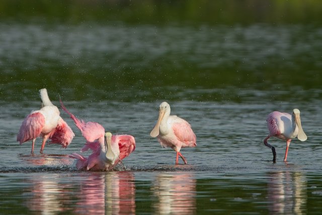 Pink Strokes in Shallow Water at J.N. Ding Darling Refuge