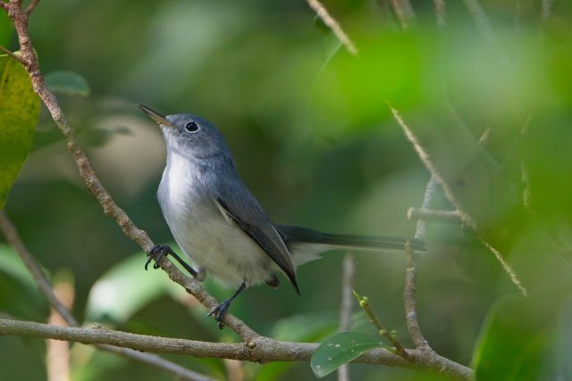 Blue-gray Gnatcatcher at Rotary Park