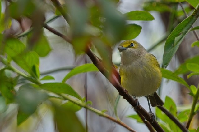 White-eyed Vireo at CREW Bird Rookery Swamp Trails