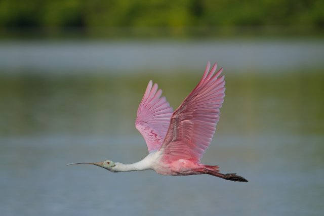 Roseate Spoonbill in Flight: A Pink Streak Over Ding Darling