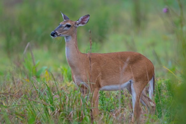 White-tailed Deer at Crew Flint Pen Strand: Adaptations in Florida Wetlands