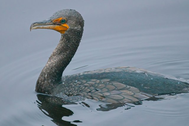 The Silent Hunters of the Slough: Discovering the Double-crested Cormorant in Six Mile Cypress
