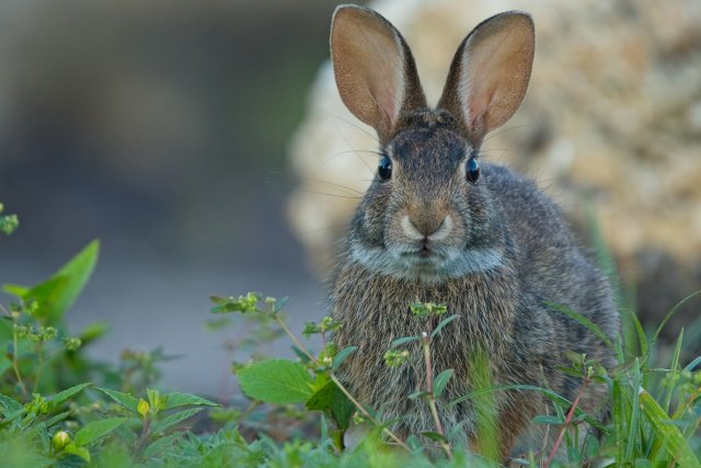 Eastern Cottontail Vigilance in Lakes Park: A Study of Natural Harmony