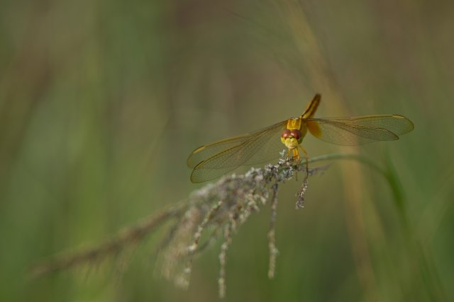 Scarlet Skimmer Portrait at Harns Marsh Preserve: Life in Southwest Florida Wetlands