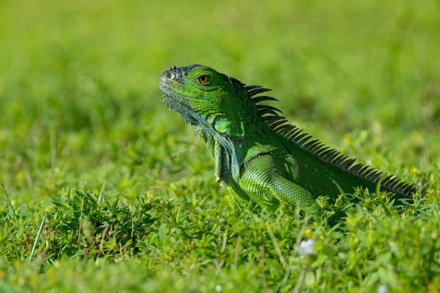 Green Iguana Basking in Lakes Park