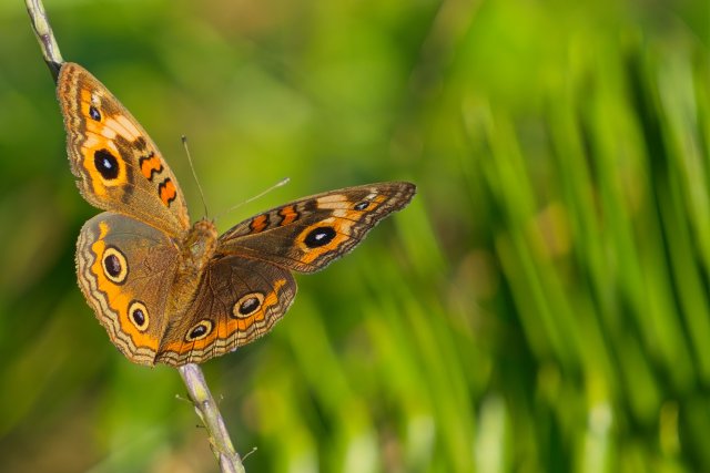 West Indian Mangrove Buckeye Discovery at Rotary Park