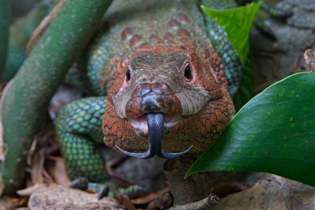 A Glimpse into the World of the Northern Caiman Lizard at Zoo Miami