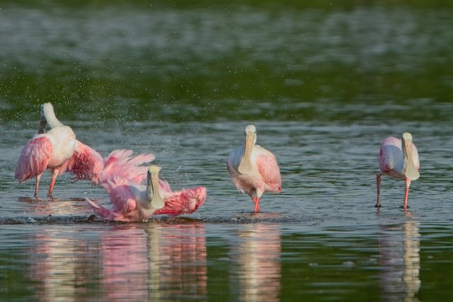 Pink Strokes in Shallow Water at J.N. Ding Darling Refuge