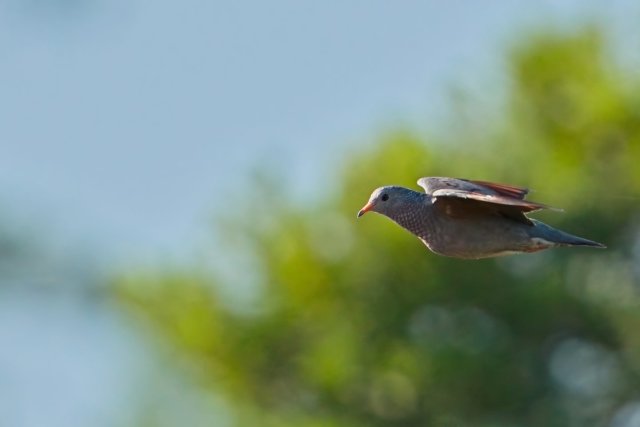 A Flight Through Florida's Pine Flatwoods: Observing the Common Ground Dove at Crew Flint Pen Strand