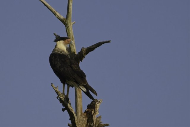 The Crested Caracara: An Unconventional Hunter's Life in Lehigh Acres