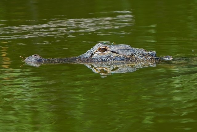 The Still Hunter of American Alligators at Lakes Park