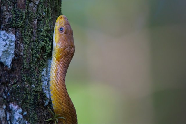 A Yellow Rat Snake's Climb in Six Mile Cypress Slough Preserve