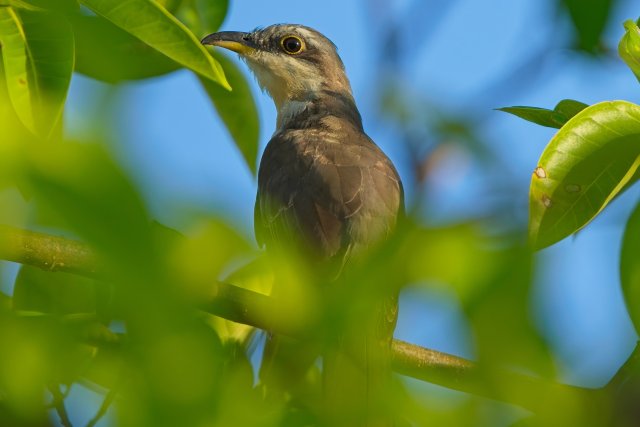 Mangrove Cuckoo Watchers in J.N. Ding Darling National Wildlife Refuge