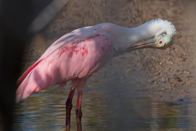 The Crimson Sweep of the Estuary: A Portrait of the Roseate Spoonbill at J.N. Ding Darling