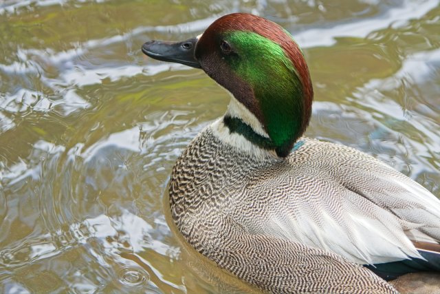 Falcated Duck at Zoo Miami: An Exotic Jewel in Shallow Water