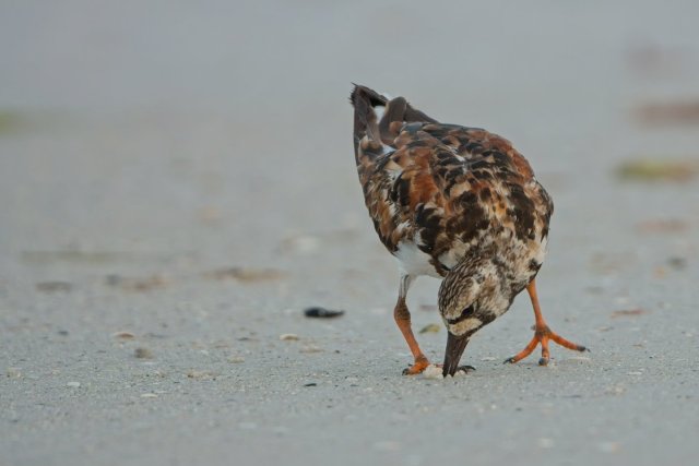 The Harlequin's Secret: Ruddy Turnstones and the Shores of Bowditch Point Park