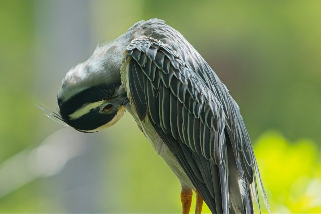 The Patient Vigil of the Yellow-crowned Night Heron in the Six Mile Cypress Slough Preserve